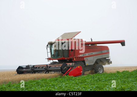 Moissonneuse-batteuse rouge travaillant au cours de la récolte de blé Banque D'Images