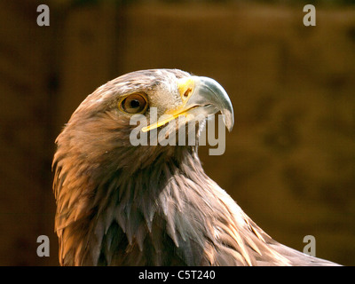 Golden Eagle dans le centre de fauconnerie, Morton-in-Marsh, United Banque D'Images