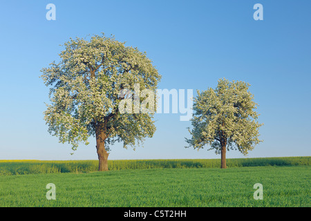 Allemagne, sarre, Mettlach, Merzig-Wadern, vue de l'épanouissement pear tree in meadow Banque D'Images