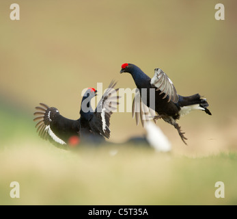 Tétras Tetrao tetrix une paire de mâles adultes combats sur une lande à distance à l'aube. L'Écosse, Royaume-Uni Banque D'Images