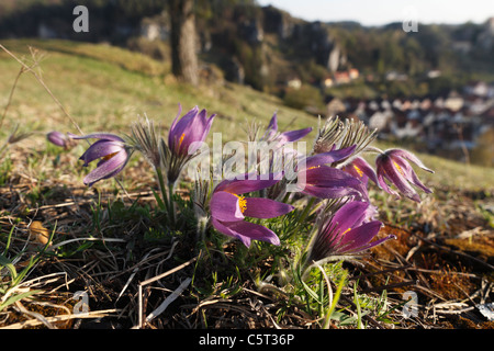 L'Allemagne, la Bavière, la Franconie, Pottenstein, Close up of pasque flower Plant Banque D'Images