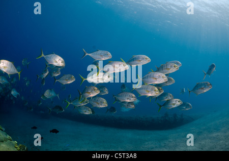 L'École de carangues ou trevally, Nuweiba, Mer Rouge, Sinaï, Égypte Banque D'Images