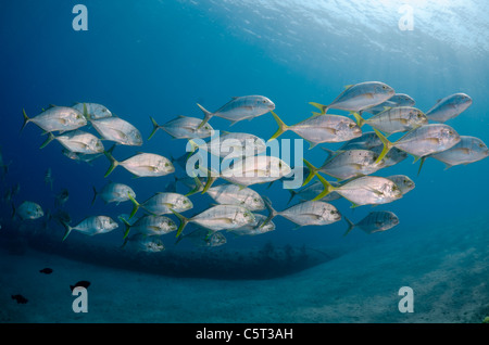 L'École de carangues ou trevally, Nuweiba, Mer Rouge, Sinaï, Égypte Banque D'Images