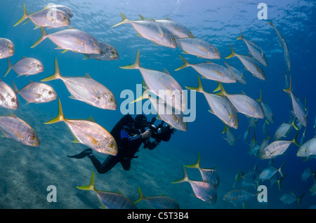 L'École de carangues ou trevally, Nuweiba, Mer Rouge, Sinaï, Égypte Banque D'Images