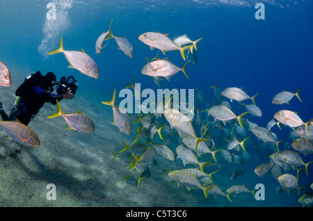 L'École de carangues ou trevally, Nuweiba, Mer Rouge, Sinaï, Égypte Banque D'Images