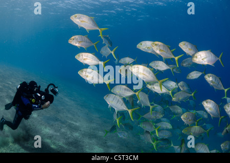 L'École de carangues ou trevally, Nuweiba, Mer Rouge, Sinaï, Égypte Banque D'Images