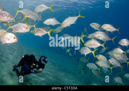 L'École de carangues ou trevally, Nuweiba, Mer Rouge, Sinaï, Égypte Banque D'Images