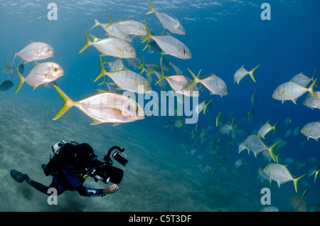 L'École de carangues ou trevally, Nuweiba, Mer Rouge, Sinaï, Égypte Banque D'Images