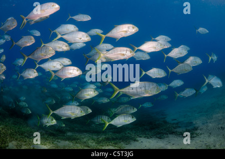 L'École de carangues ou trevally, Nuweiba, Mer Rouge, Sinaï, Égypte Banque D'Images