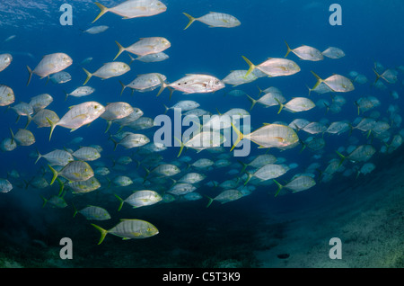 L'École de carangues ou trevally, Nuweiba, Mer Rouge, Sinaï, Égypte Banque D'Images