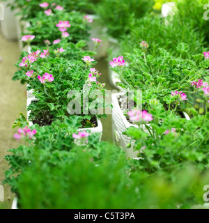 Diverses plantes dans les pots de fleurs Banque D'Images