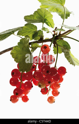 Groseilles rouges (Ribes rubrum) sur une branche, close-up Banque D'Images