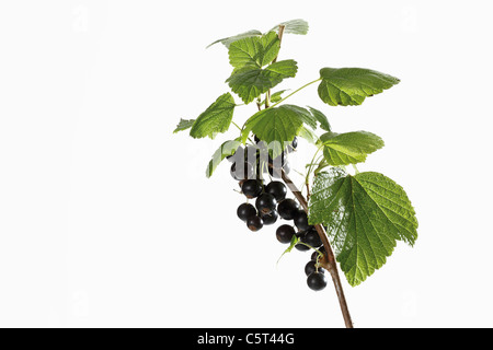 Cassis (Ribes nigrum) sur une branche Banque D'Images