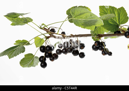 Cassis (Ribes nigrum) sur une branche Banque D'Images