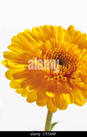 Calendula jaune (Calendula officinalis), close-up Banque D'Images