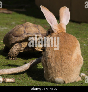 Lapin géant et une grande tortue - 'la tortue et le lièvre" Banque D'Images