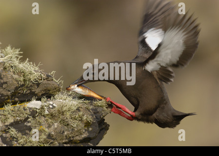 Le guillemot à miroir (Cepphus grylle) Un adulte atterrit sur un rocher couvert de lichens avec un gros poisson. Juillet. Îles Shetland, Écosse, Royaume-Uni Banque D'Images