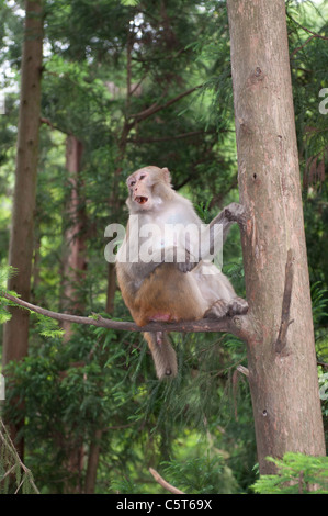 Macaque rhésus Banque D'Images