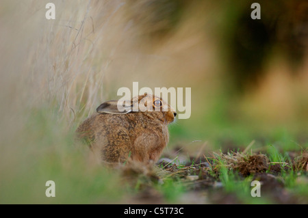 Lièvre brun Lepus europaeus Profile d'un adulte au repos dans un champ Marge. Mai. Le Derbyshire, Royaume-Uni Banque D'Images