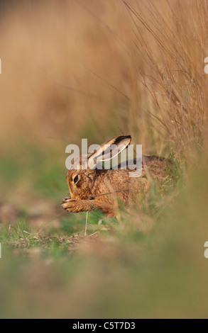 Lièvre brun Lepus europaeus Profil d'un toilettage adultes elle-même dans un champ Marge. Le Derbyshire, Royaume-Uni Banque D'Images