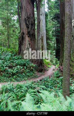 Sur le chemin de Bois Rouge arbre sur arbre Scout Trail California USA Banque D'Images