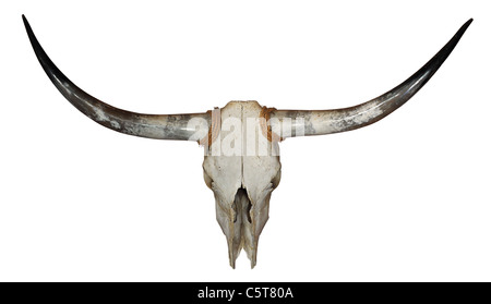 Crâne de longhorn avec corde isolated over white background Banque D'Images