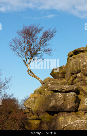 Brimham Rocks Tree à North Yorkshire Angleterre Banque D'Images