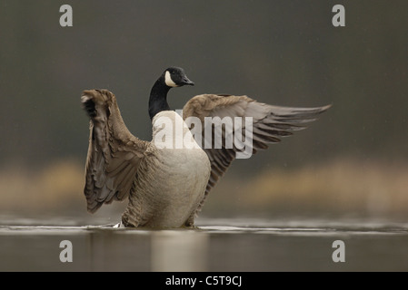 Bernache du Canada Branta canadensis un adulte ses ailes de séchage après le bain. Le Derbyshire, Royaume-Uni Banque D'Images