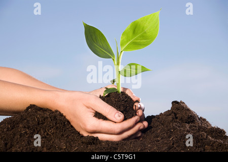 La Plantation de bananiers personne dans le sol, close-up Banque D'Images