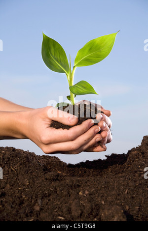 La Plantation de bananiers personne dans le sol, close-up Banque D'Images