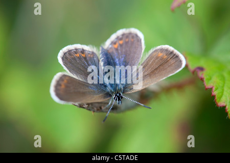 Papillon Bleu constellé d'argent ; Plebejus argus ; femmes ; Cornwall, UK Banque D'Images