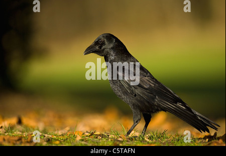 Corneille noire Corvus corone corone un adulte vu de profil parmi les feuilles d'automne. Le Derbyshire, Royaume-Uni Banque D'Images