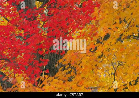 USA, New Hampshire, les érables (Acer spec.) à l'automne Banque D'Images