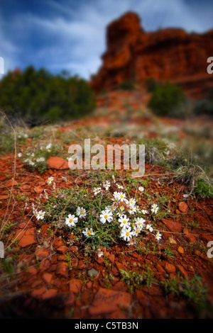 Fleurs blanches à red rock désert près de Sedona, Arizona, USA Banque D'Images