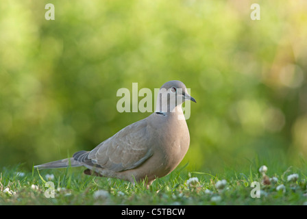 Tête, (Streptopelia decaocto), sur la pelouse du jardin Banque D'Images