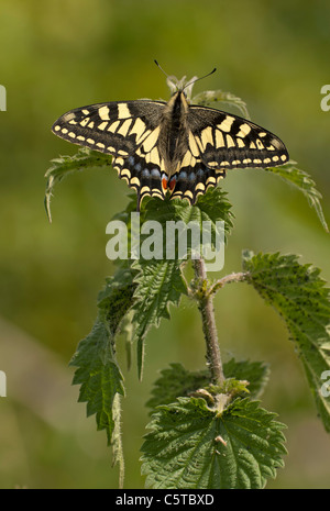 Papillon machaon, Papilio machaon (britannicus), reposant sur l'ortie Banque D'Images