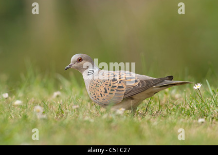 Turtle dove (Streptopelia turtur), sur la pelouse du jardin Banque D'Images