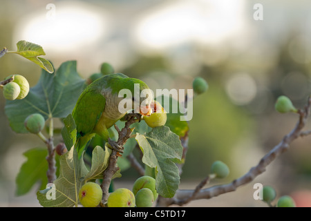 Perruche moine mangeant des figues sur une branche Banque D'Images