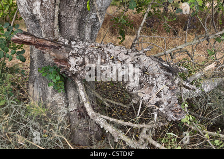 Ibiza, Baléares, Espagne - Olivier millénaire Banque D'Images