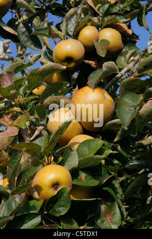 Les pommes de terre roussâtres (Reinette grise du Canada, automne Reinette grise)sur une branche dans un jardin). Banque D'Images