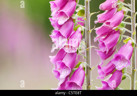 Close up of foxglove tiges et fleurs dans un bois à Dartmoor, Devon UK Banque D'Images