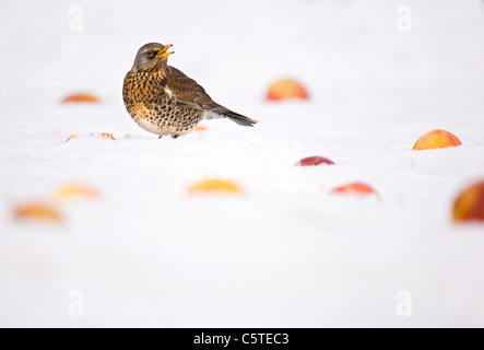 F Turdus FIELDFARE Un adulte parmi les pommes exceptionnels dans un jardin enneigé. Le Leicestershire, UK Banque D'Images