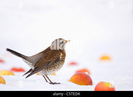 F Turdus FIELDFARE Un adulte parmi les pommes exceptionnels dans un jardin enneigé. Le Leicestershire, UK Banque D'Images