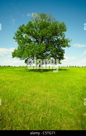 Paysage vertical - un champ avec un seul chêne Banque D'Images