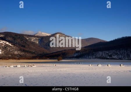 Bottes de foin dans un champ, au cours de l'hiver, Licko polje, Gorski kotar, Croatie Banque D'Images