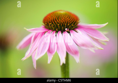 L'Echinacea purpurea (fleurs pourpre ou l'échinacée) Banque D'Images