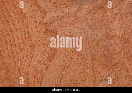 Surface en bois, bois, bois racine de l'orme (Ulmus campestris) full frame Banque D'Images