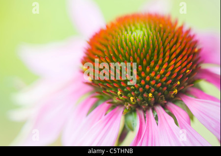 L'Echinacea purpurea (fleurs pourpre ou l'échinacée) Banque D'Images