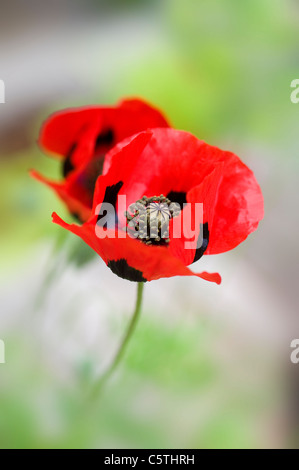 Coquelicot - Papaver commutatum Ladybird coquelicots Banque D'Images