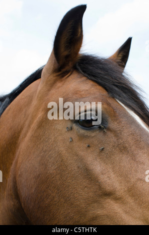 Vole près de l'œil sur une tête de cheval brun Banque D'Images